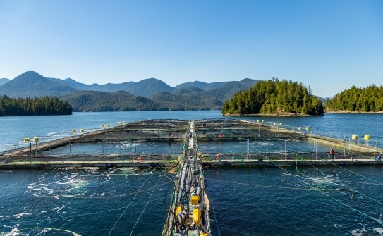 Advantages of Using Modular Fish Farm Facilities